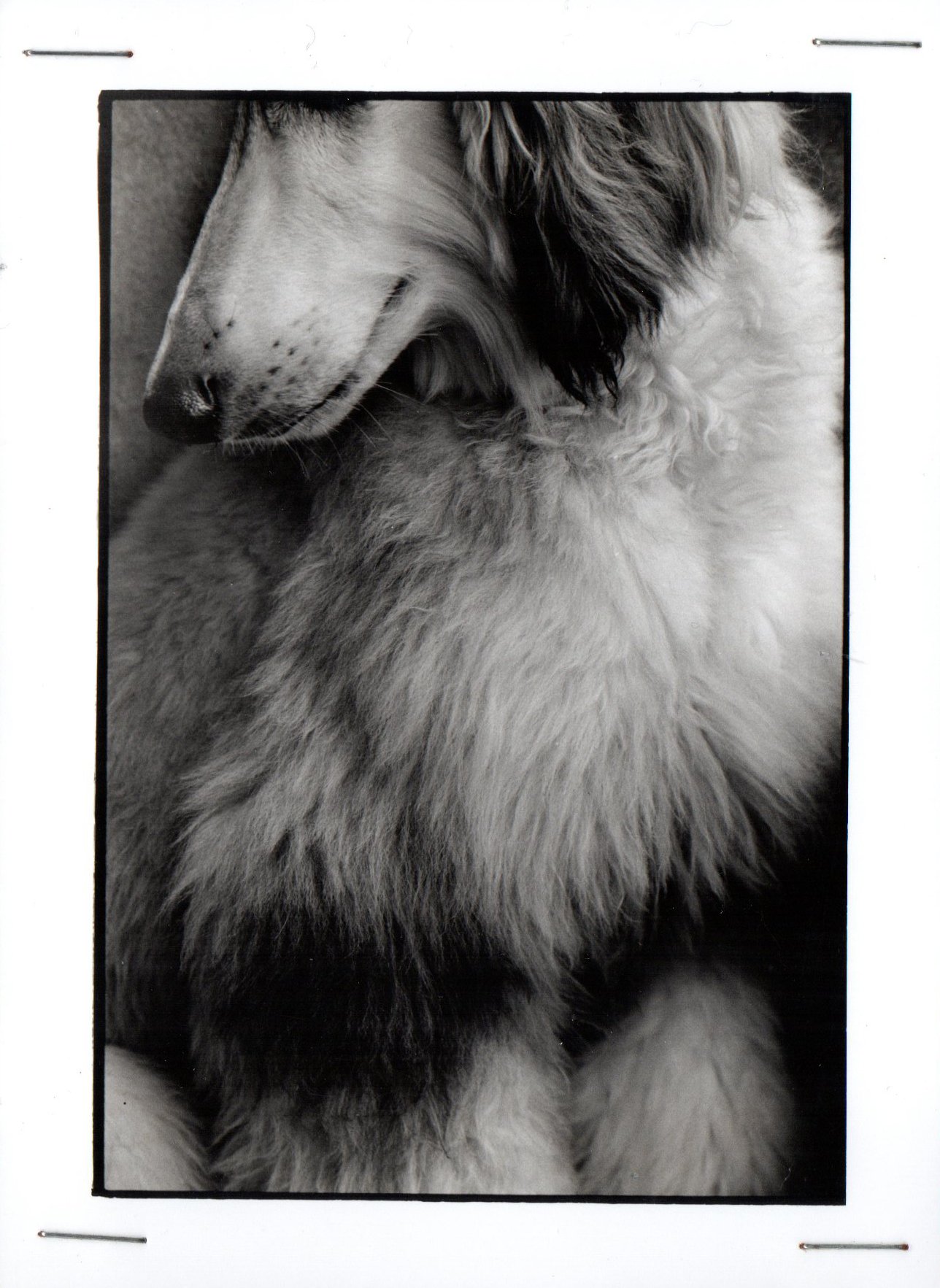 Perro Mundo — fotografía 2